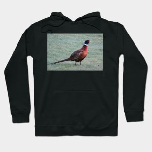 Pheasant in the dewy grass Hoodie